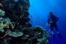 Ras Mohamed by Bus Half Day Tour